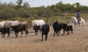 La visite Arles Camargue vous fait découvrir l’une des plus anciennes villes romaines de la Provence. Prolongez avec les nombreux vestiges et musées dont celui de Van Gogh. Tout proche l’abbaye du XIIème siècle, Montmajour et le parc naturel de la Camargue.