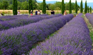 Découvrir la Provence en profitant de l'itinéraire proposé par la visite Verdon : le plateau de Valensole aux portes du Verdon et les champs de lavande. Et dans cet espace propice à la détente, pourquoi ne pas se laisser tenter par une balade le long du lac de Sainte Croix et une baignade rafraîchissante !