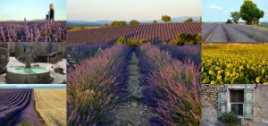 Durant la visite verdon, la Campagne Chastel vous propose une balade à travers les champs de lavande.